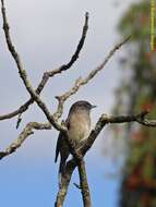 Image of Abyssinian Slaty Flycatcher