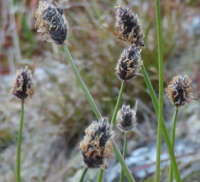 Image of Alpine Foxtail