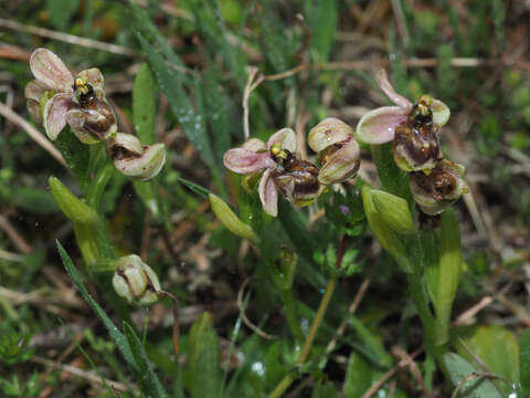 Image of Ophrys sommieri E. G. Camus ex Cortesi