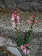 Plancia ëd Antirrhinum majus L.