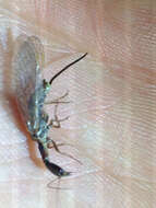 Image of Snakefly