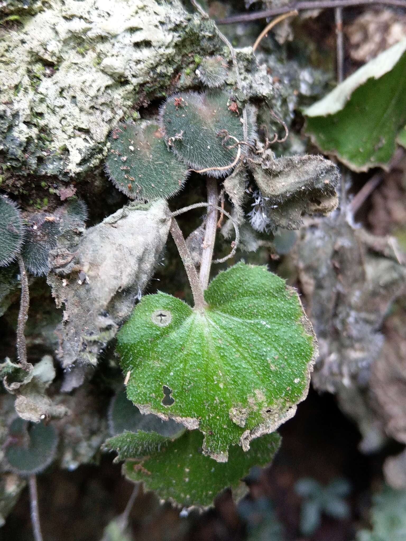 Sivun <i>Epithema ceylanicum</i> Gardner kuva