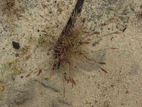 Plancia ëd Pentameris airoides (Nees) Steud.