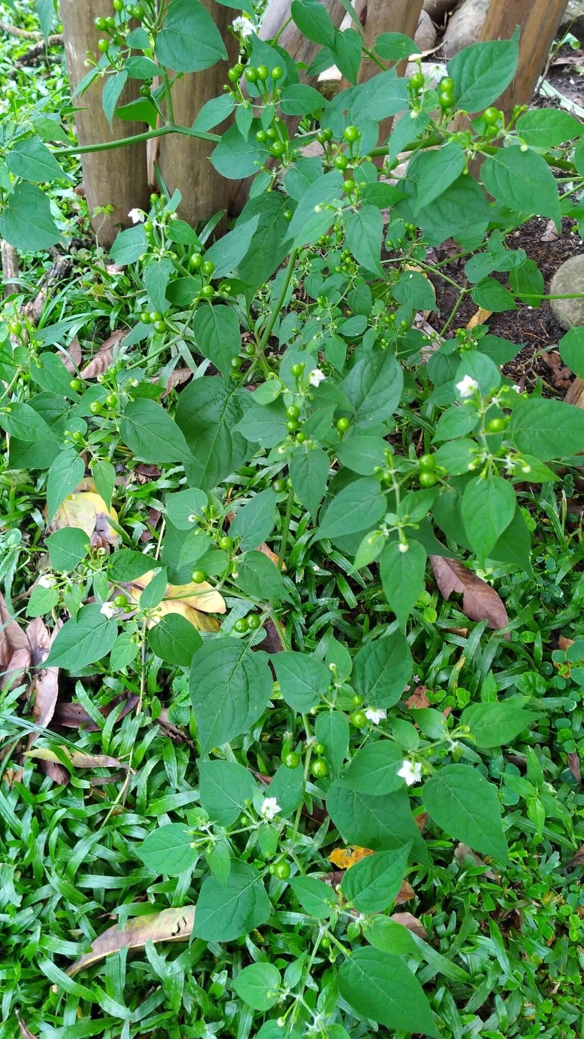 Plancia ëd Capsicum baccatum var. praetermissum (Heiser & Smith) A. T. Hunziker