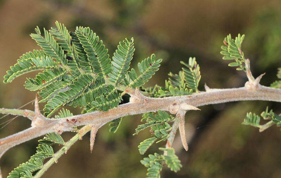 Image of Vachellia gerrardii (Benth.) P. J. H. Hurter