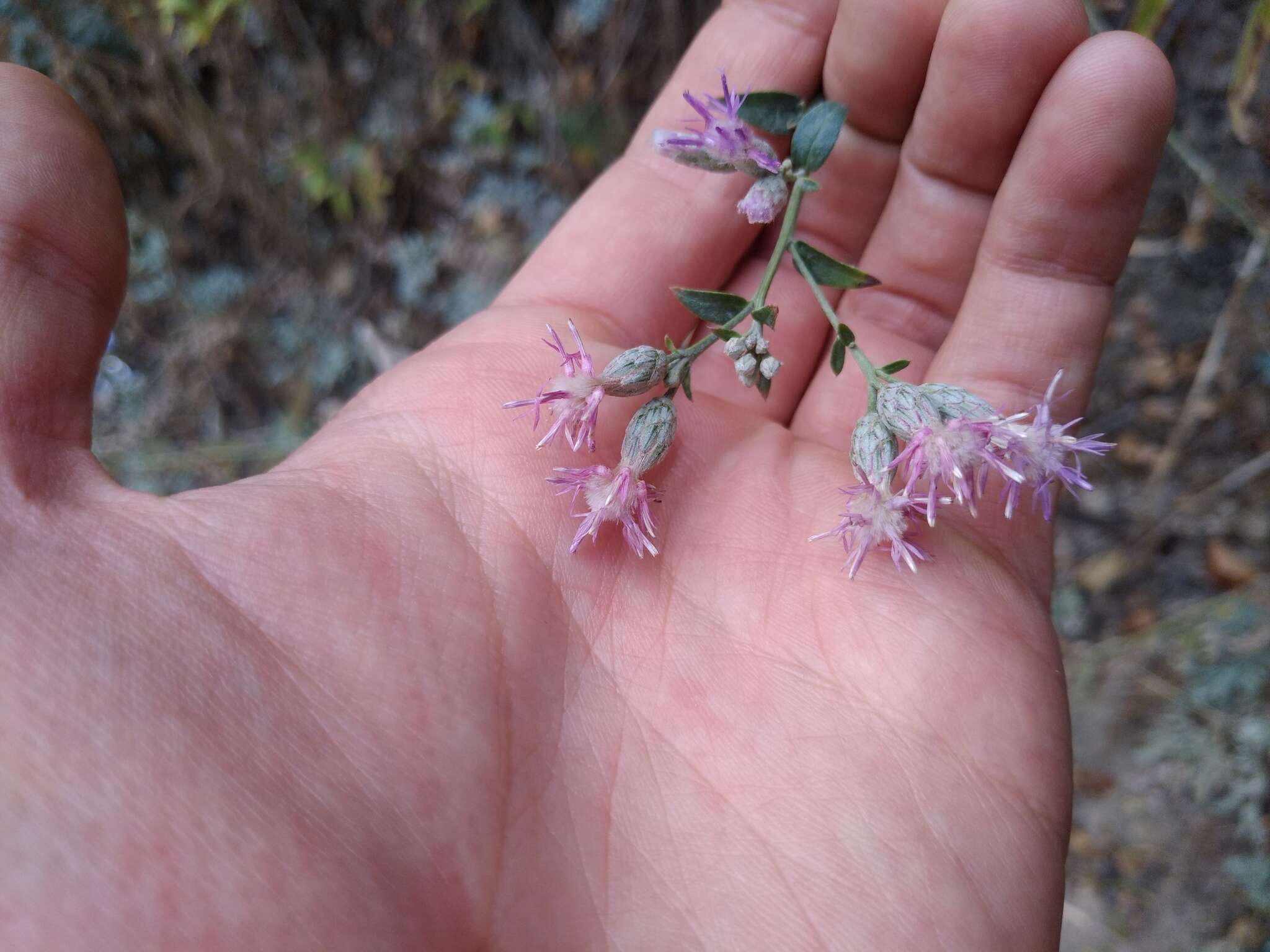 Image de Saussurea elegans Ledeb.