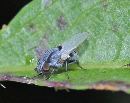 Image of Leucopis bellula Williston 1889