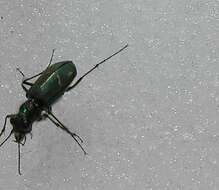 Image of Cowpath tiger beetle