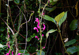 Image of Centropogon urubambae E. Wimm.