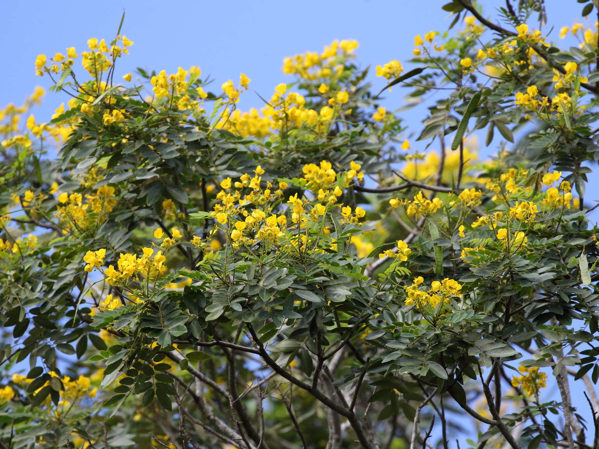 Image of limestone senna