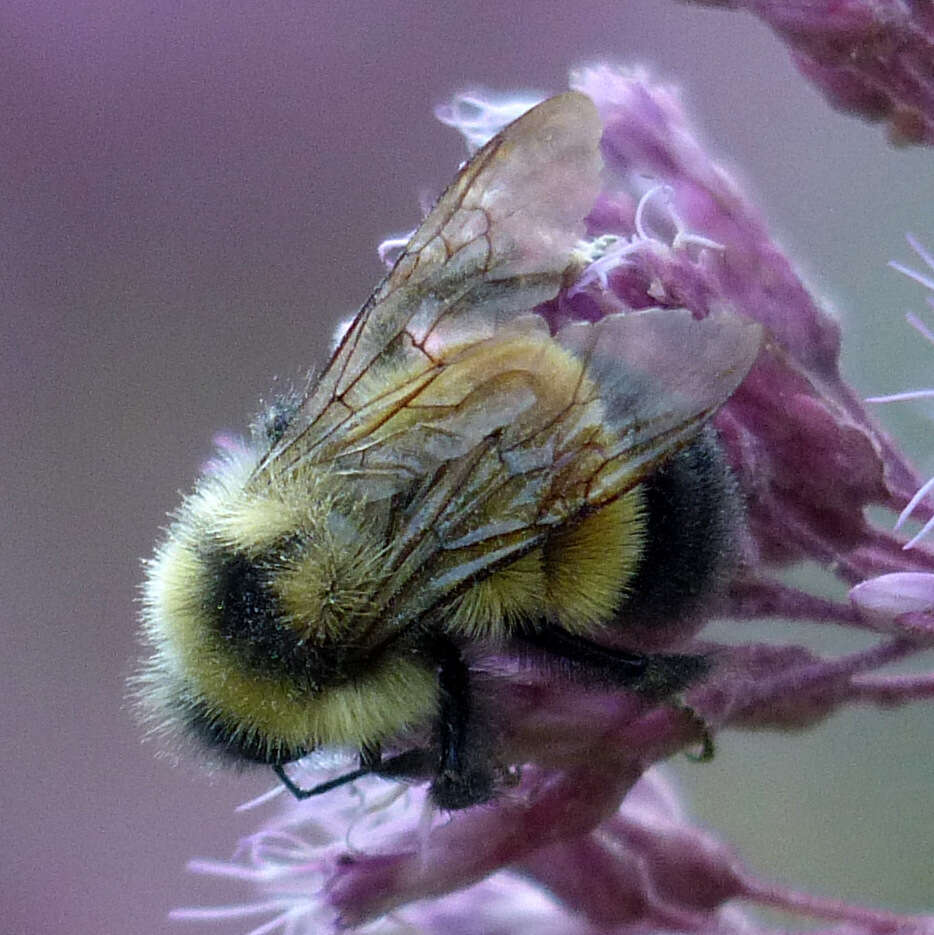 Image of Rusty patched bumble bee