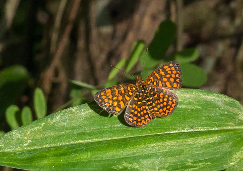 Antillea pelops Drury 1773 resmi