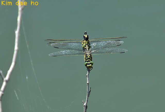 صورة Sinictinogomphus Fraser 1939