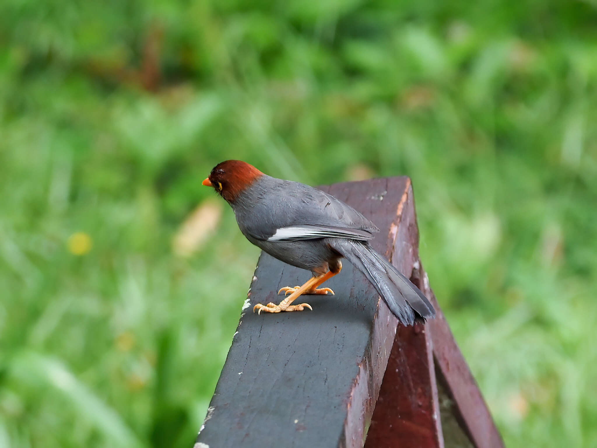 Image of Chestnut-hooded Laughingthrush