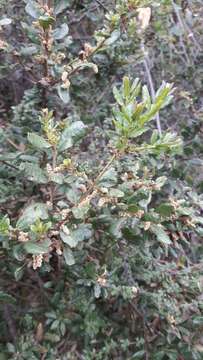 Image of Morella parvifolia (Benth.) Parra-Os.