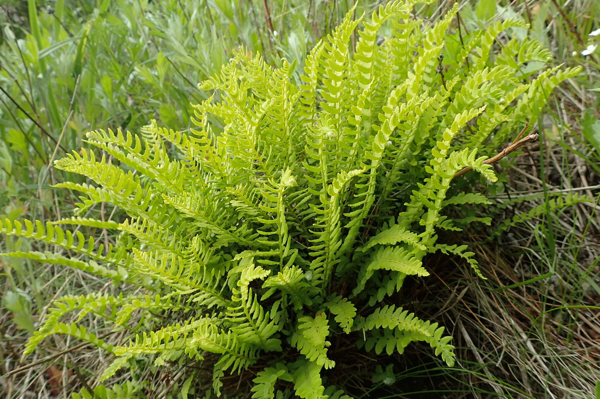 Image of Woodsia polystichoides D. C. Eat.