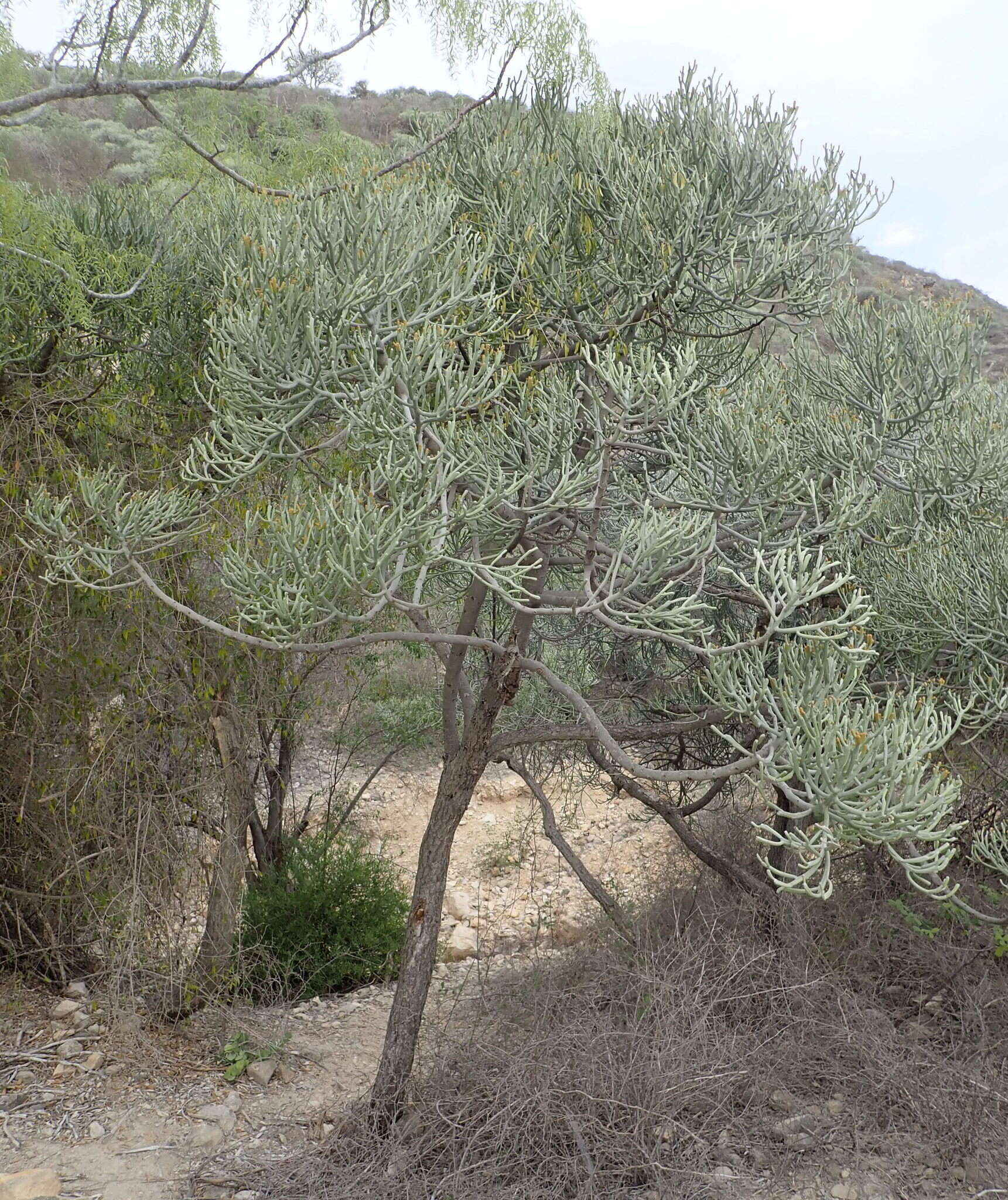 Image of Euphorbia fiherenensis Poiss.