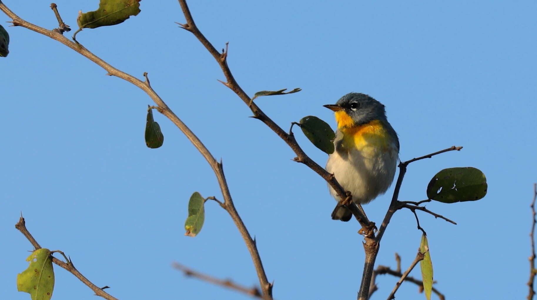 Image of Tropical Parula