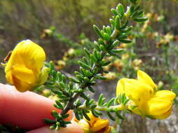 Image of Aspalathus carnosa Bergius