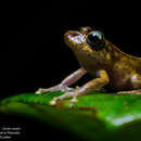 Image of Pristimantis yantzaza Valencia, Dueñas, Székely, Batallas-R. & Pulluquitín 2017