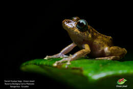 Image de Pristimantis yantzaza Valencia, Dueñas, Székely, Batallas-R. & Pulluquitín 2017