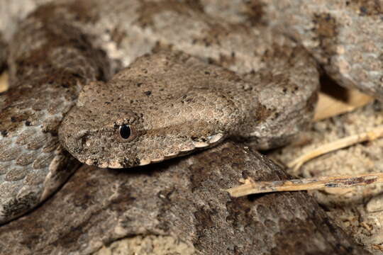 Image of Macrovipera lebetinus (Linnaeus 1758)