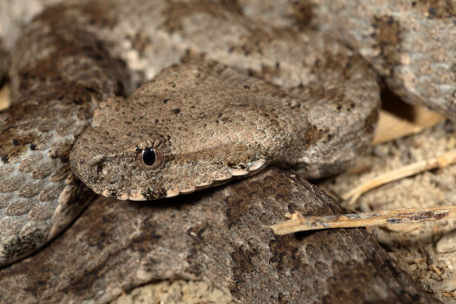 Sivun Macrovipera lebetinus (Linnaeus 1758) kuva