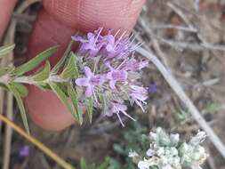 Image of Thymus numidicus Poir.