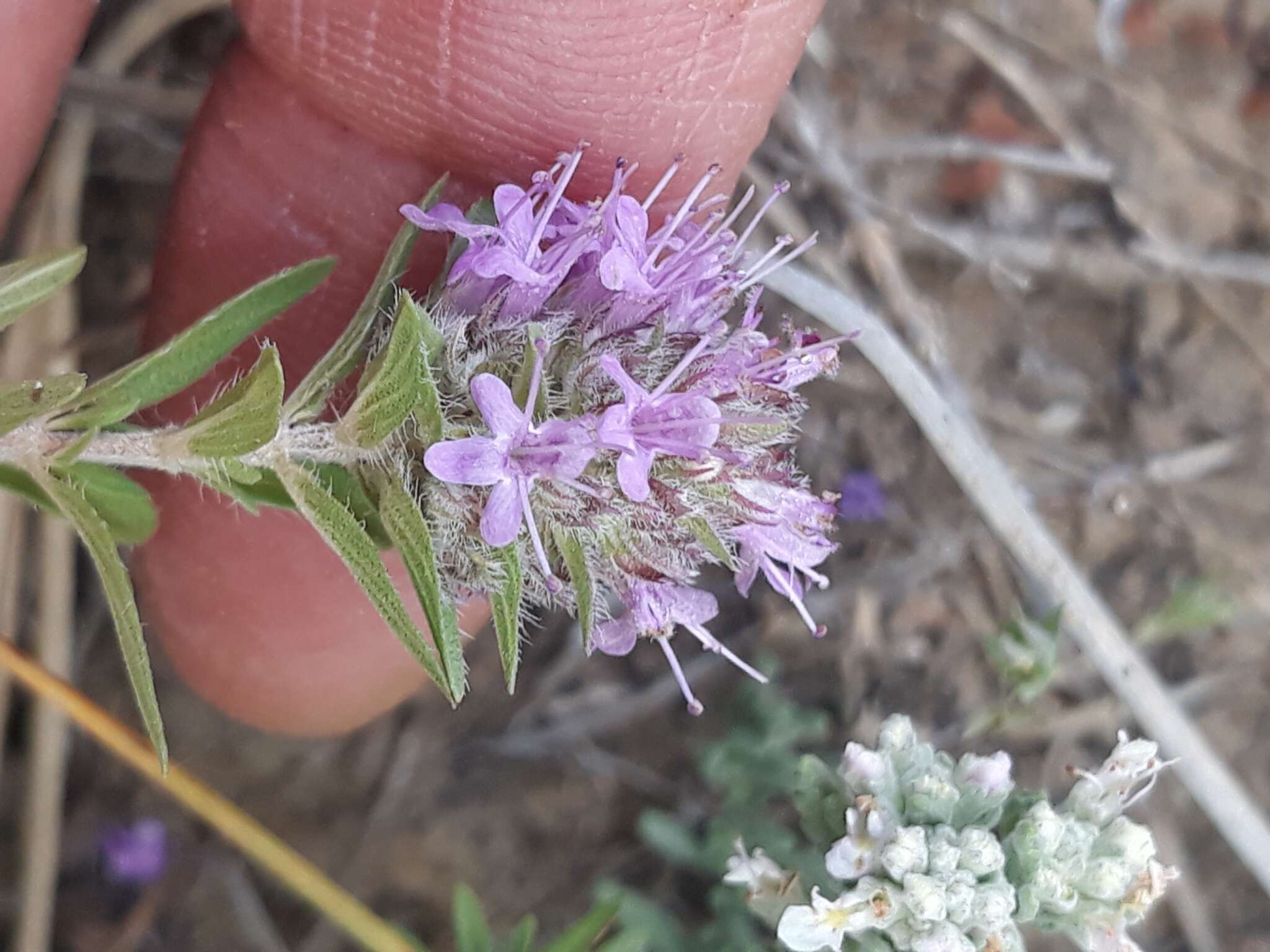 Imagem de Thymus numidicus Poir.