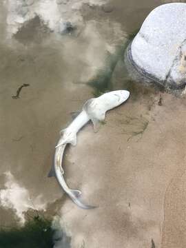 Image of smooth hound, starry smooth hound