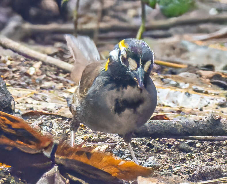 Image of White-eared Ground Sparrow