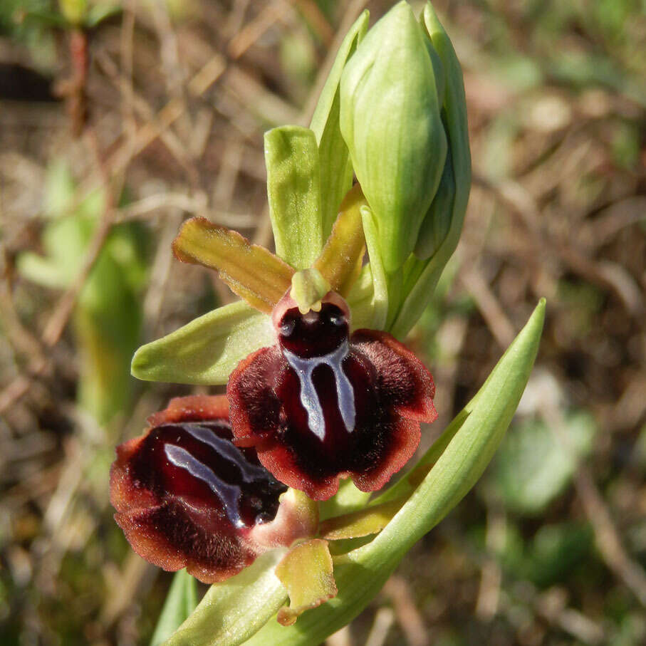 Image of Ophrys sphegodes subsp. passionis (Sennen) Sanz & Nuet