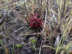 Image of Drosera kaieteurensis Brumm.-Ding.