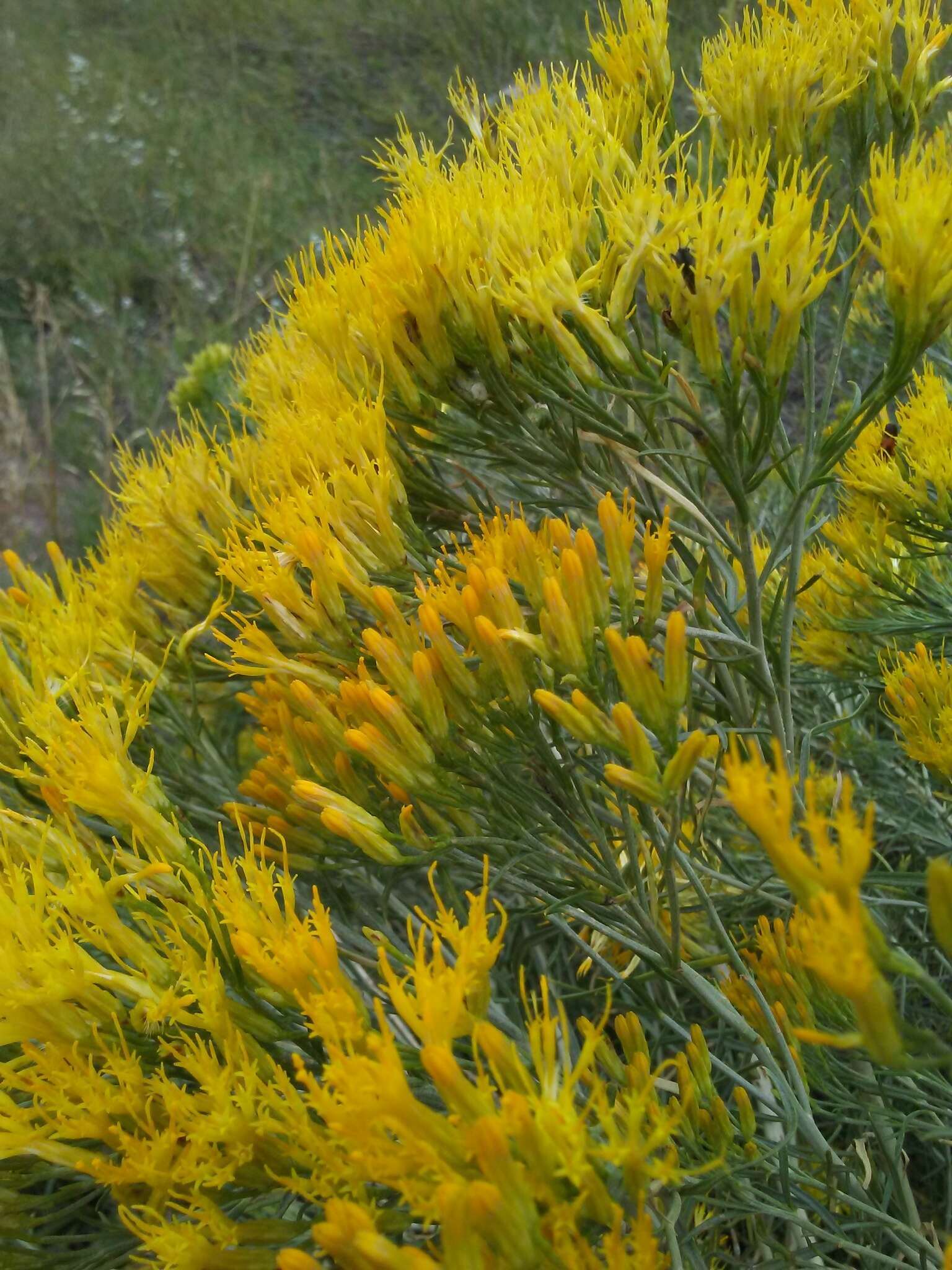 Imagem de Ericameria nauseosa var. graveolens (Nutt.) Reveal & Schuyler