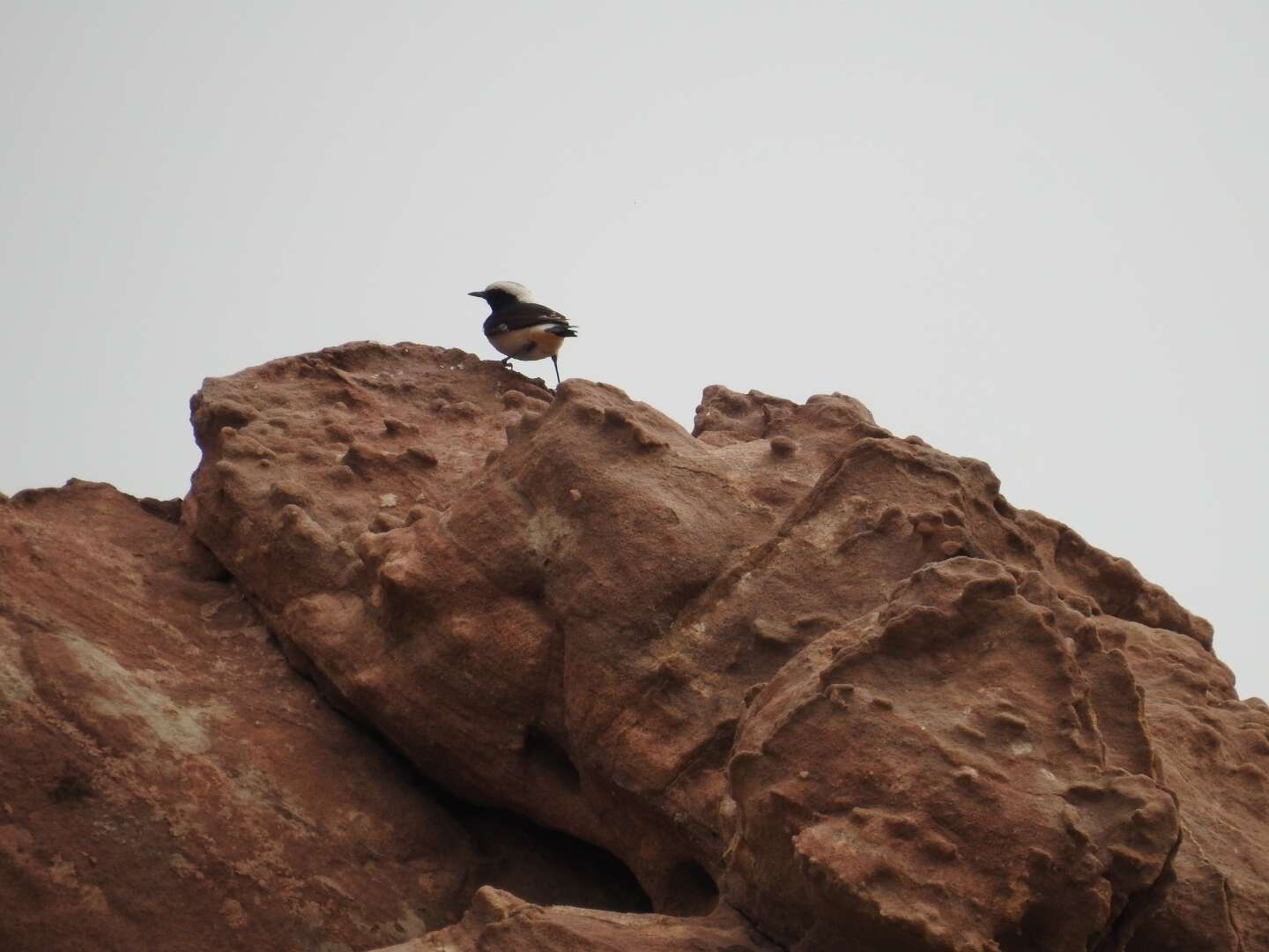 Image of Mourning Wheatear