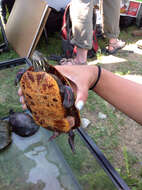 Image of Eastern Painted Turtle