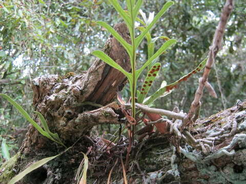 Image of Polypodium ensiforme Thunb.