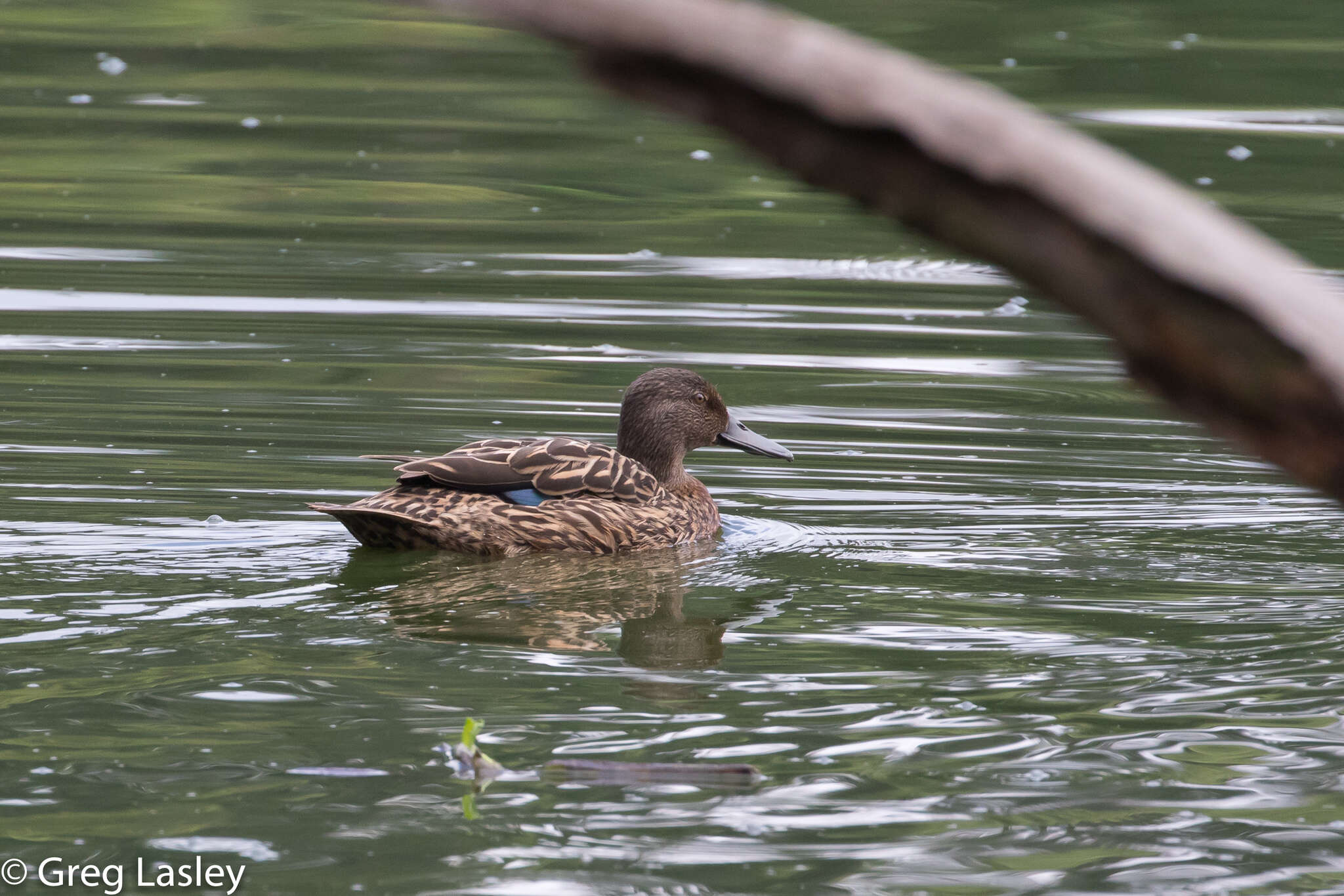 Image of Meller's Duck