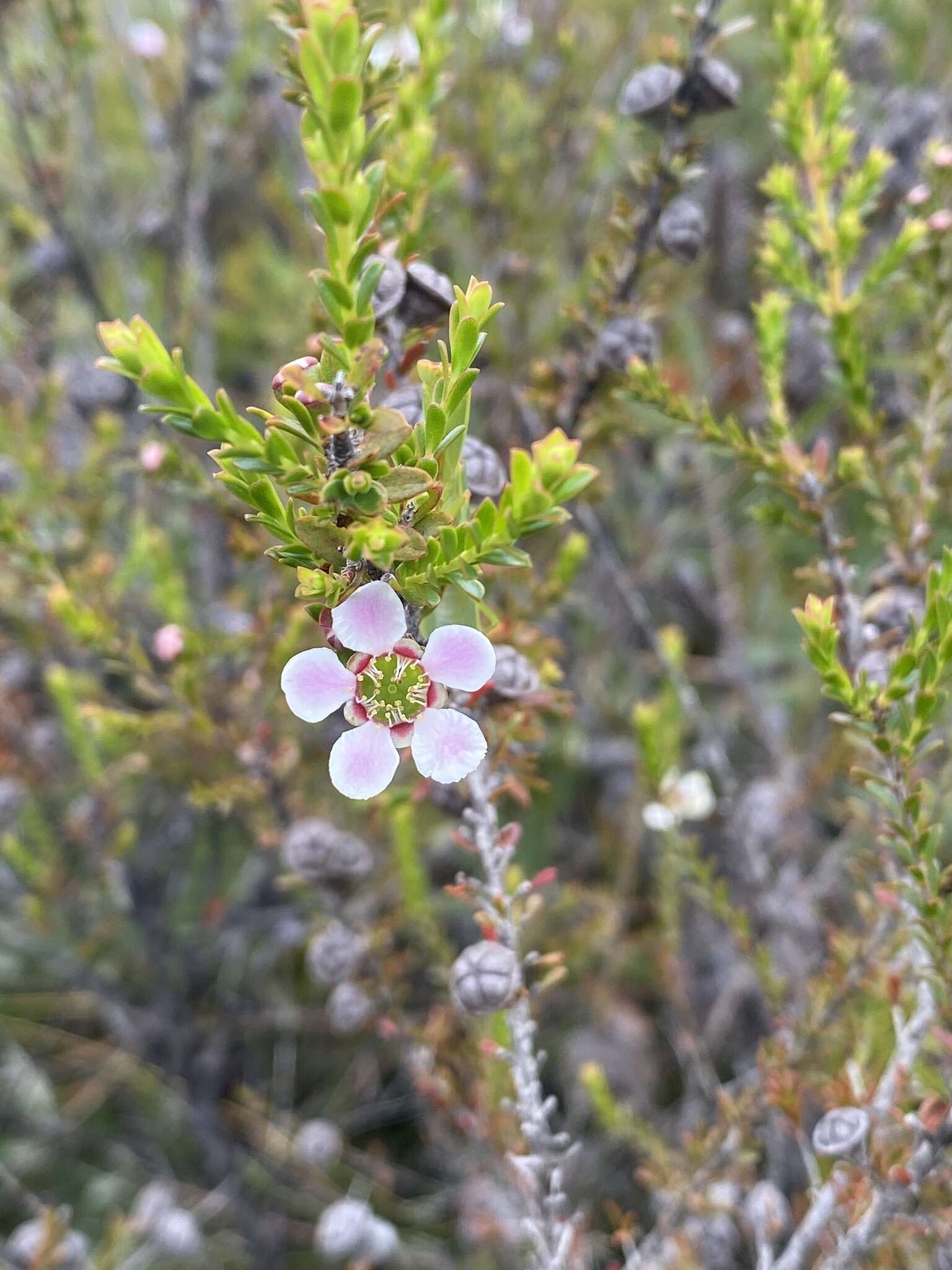 Image of Leptospermum liversidgei R. T. Baker & H. G. Smith