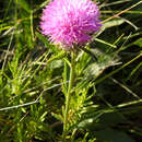 Image of Klasea baetica subsp. lusitanica