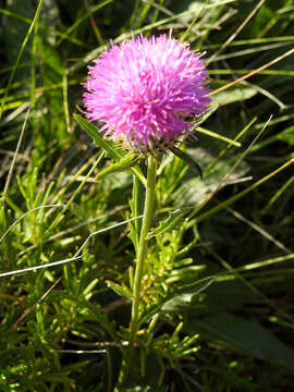 Image of Klasea baetica subsp. lusitanica