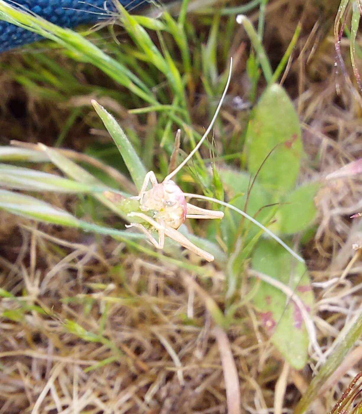 Image of Platycleis sabulosa Azam 1901