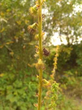 Image of Agrimonia eupatoria subsp. asiatica (Juz.) Skalicky