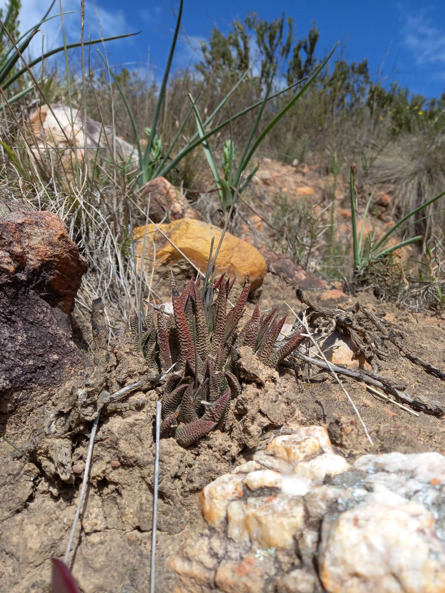 Image of Haworthiopsis scabra (Haw.) G. D. Rowley