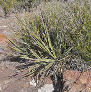 Yucca baccata var. baccata resmi