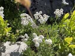 Слика од Achillea erba-rotta All.