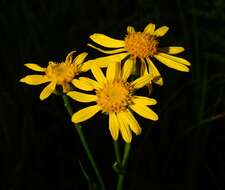 Image of Thick-Leaf Ragwort