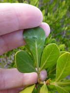 Image of Searsia lucida (L.) F. A. Barkley