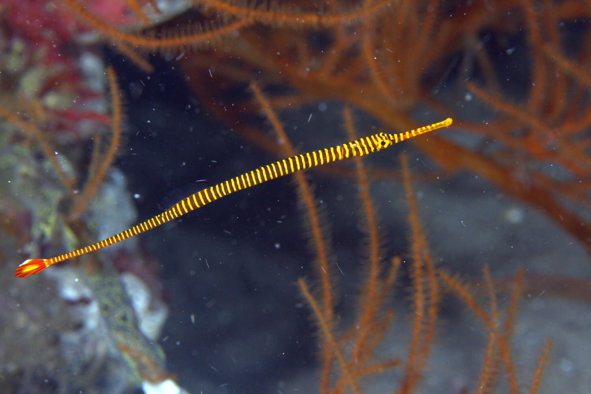Image of Yellow banded pipefish