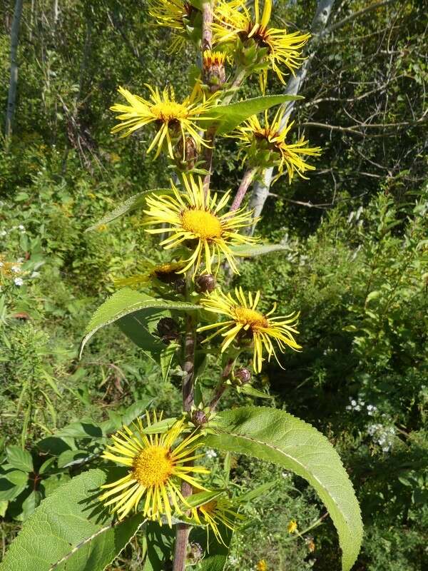 Image of Inula racemosa Hook. fil.